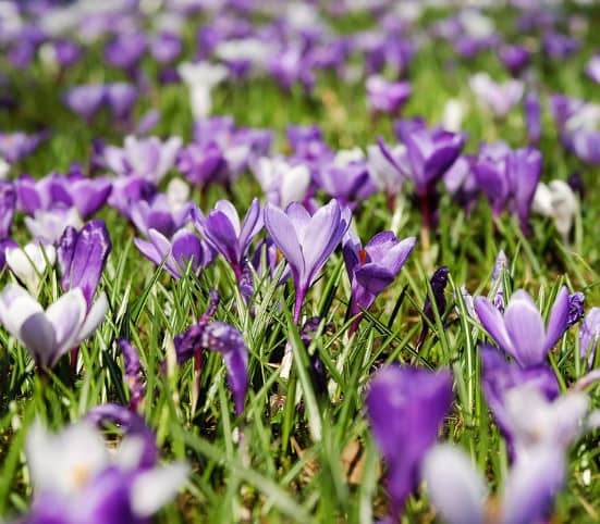 Frühling Garmisch-Partenkirchen