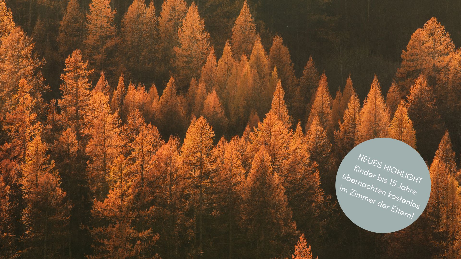 Bunt gefärbte Herbstbäume im malerischen Wald, ideal für einen Familienurlaub in der Natur, umgeben von goldenen Tönen.